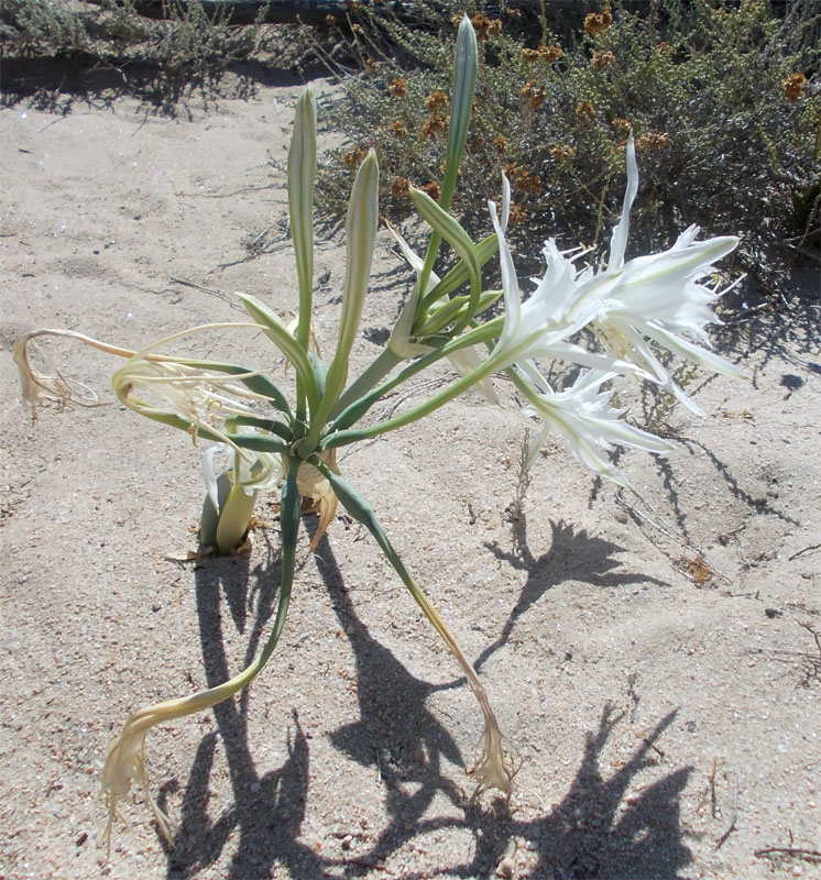 Isola di Spargi - Pancratium maritimum